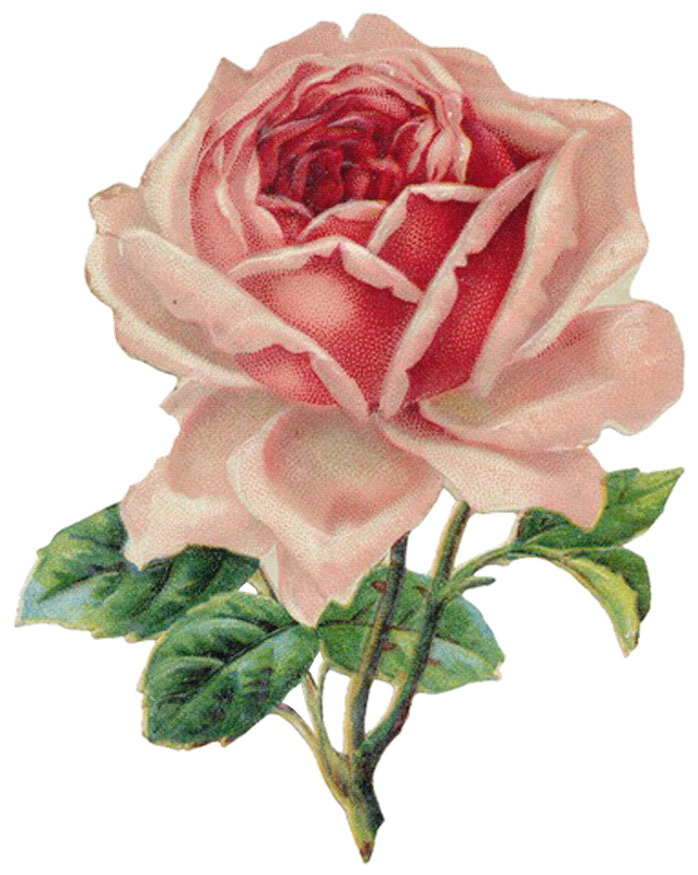 Vintage Roses Beautiful Varieties For Home And Garden Vintage Clothing