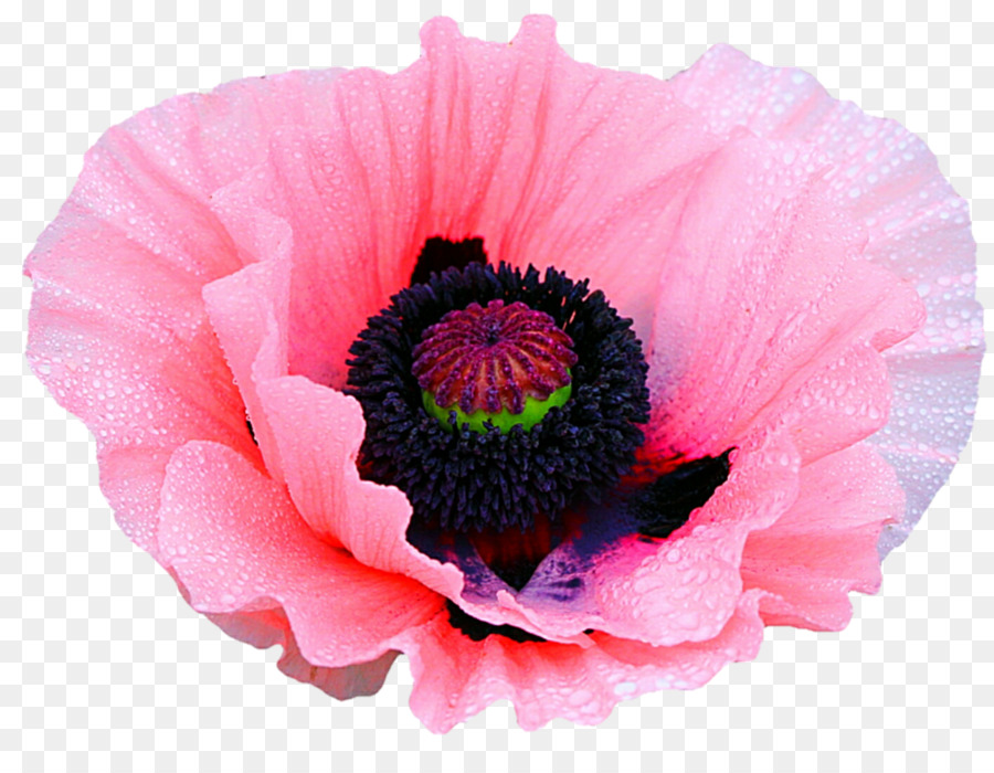 Poppy Flower Clip art - pink poppy png download - 1024*780 - Free Transparent Poppy png Download.
