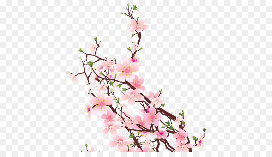 Cherry blossom Cut flowers Floral design Floristry - cherry png download - 593*503 - Free Transparent Cherry Blossom png Download.