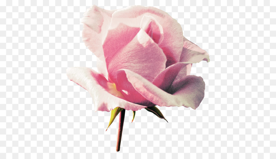 Garden roses Flower Image Pink Cabbage rose - azalea png picture png download - 500*511 - Free Transparent Garden Roses png Download.