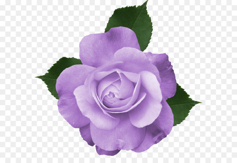 Rose Purple Clip art - Beautiful Transparent Lilac Rose PNG Picture png download - 1141*1070 - Free Transparent Rose png Download.