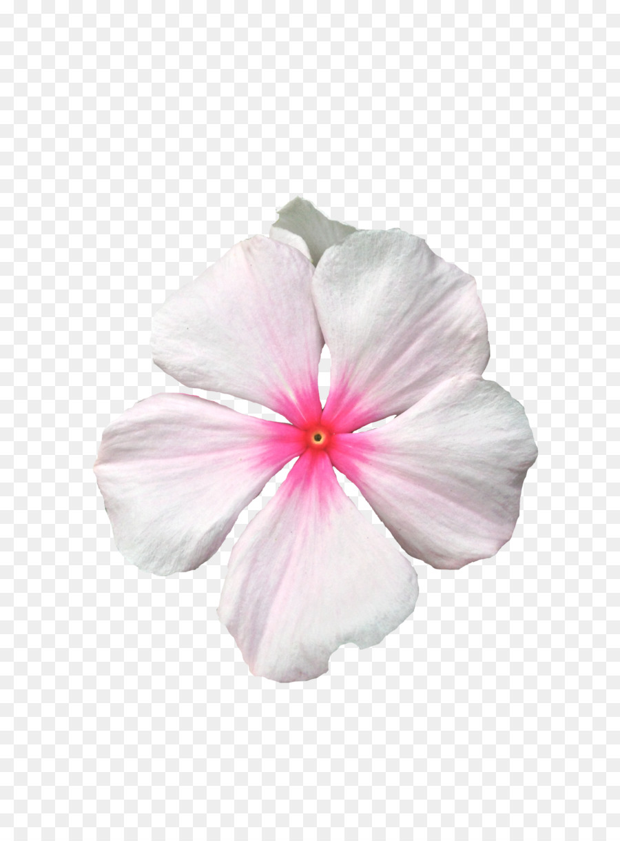 Rosemallows - transparent flower crown png background png download - 1280*1707 - Free Transparent Rosemallows png Download.