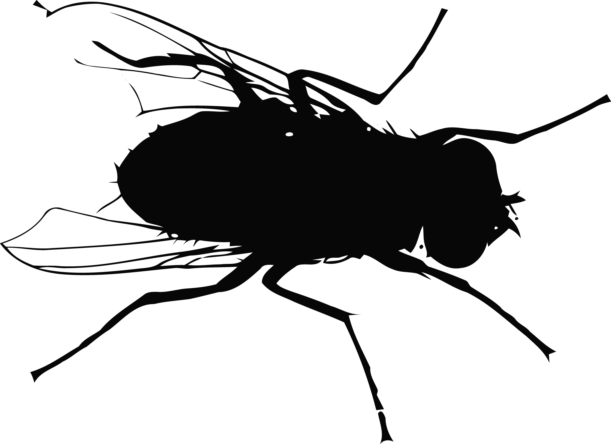 Fly Mosquito Flight Fly vector silhouettes png download
