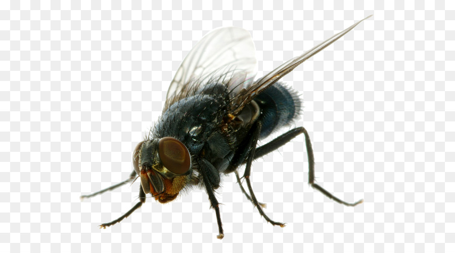 Insecticide Housefly Cockroach - Flies PNG Clipart png download - 625*500 - Free Transparent Insect png Download.