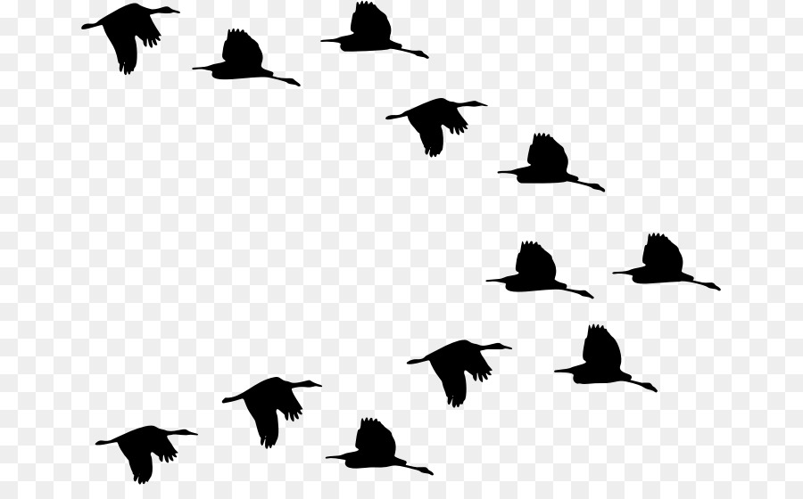 Duck Flight Bird Goose Mallard - flying png download - 717*544 - Free Transparent Duck png Download.