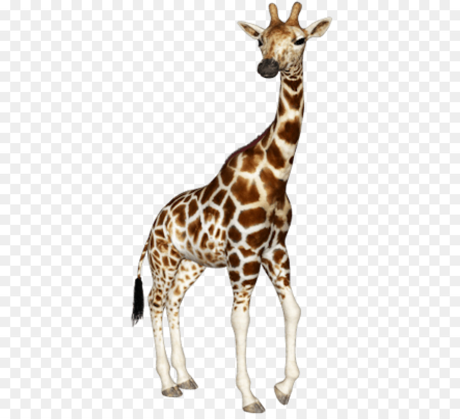 Giraffe Portable Network Graphics Clip art Image Transparency - gloria from madagascar png giraffe png download - 400*812 - Free Transparent Giraffe png Download.