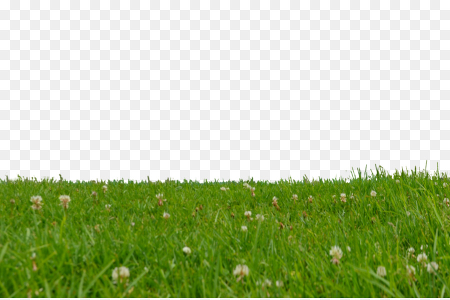 Drawing Clip art - grass png download - 1024*678 - Free Transparent Drawing png Download.