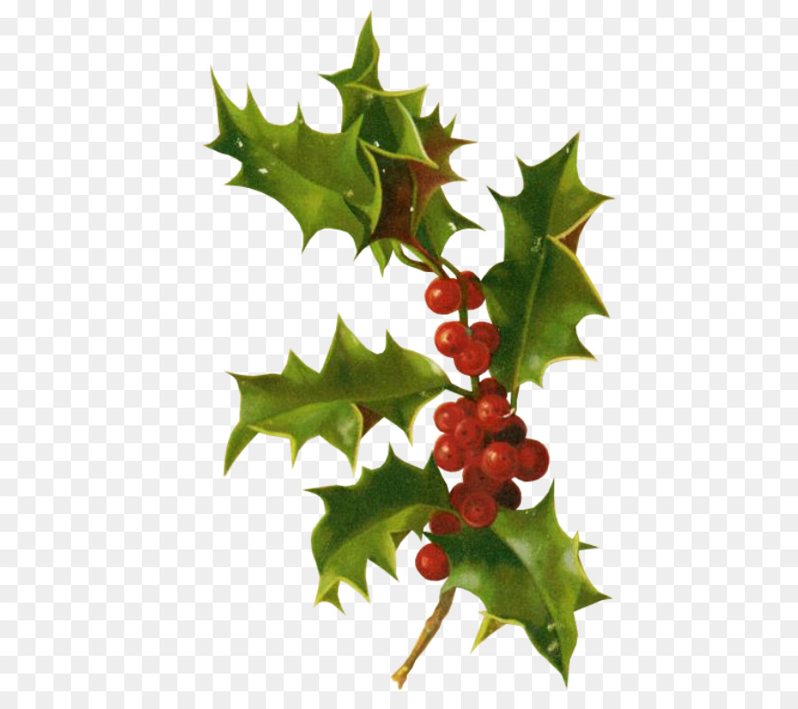 Holly Christmas card Christmas ornament Clip art - christmas png download - 511*800 - Free Transparent Holly png Download.