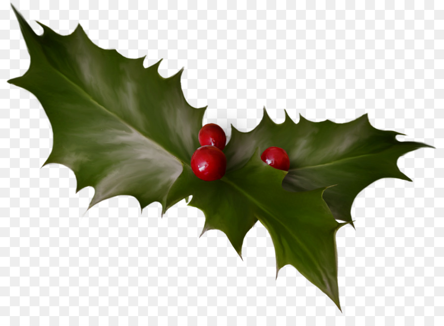 Tree Aquifoliales Common holly Ilex crenata - HOLLY png download - 1468*1046 - Free Transparent Tree png Download.