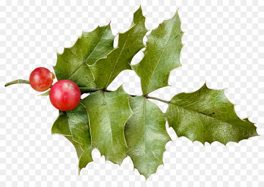 Holly Christmas - HOLLY png download - 1822*1289 - Free Transparent Holly png Download.