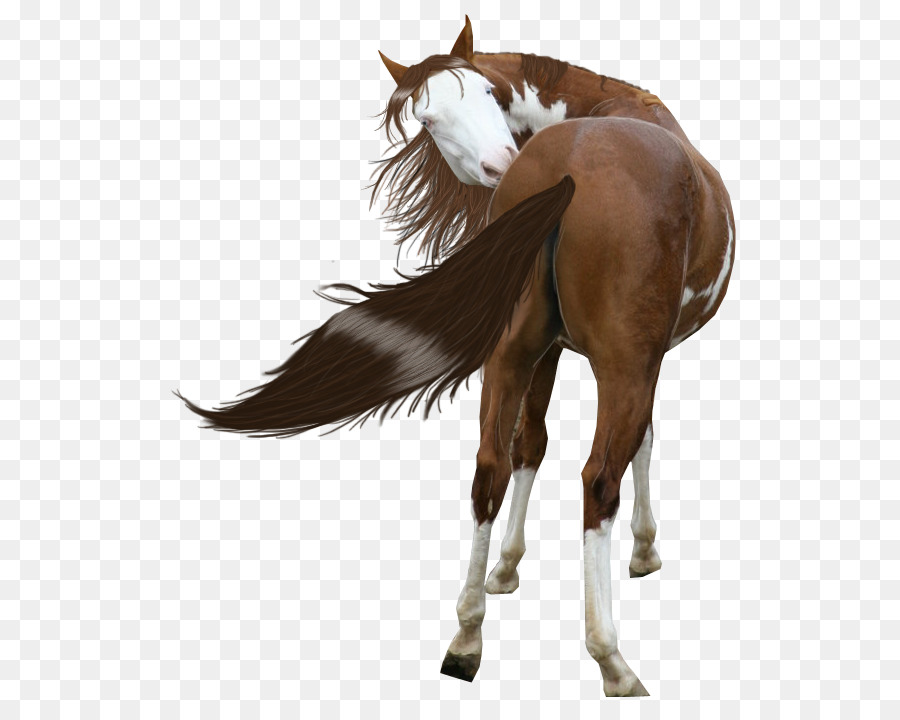 Horses Mustang American Paint Horse Miles City Bucking Horse Sale Stallion - painted png download - 578*712 - Free Transparent Horses png Download.