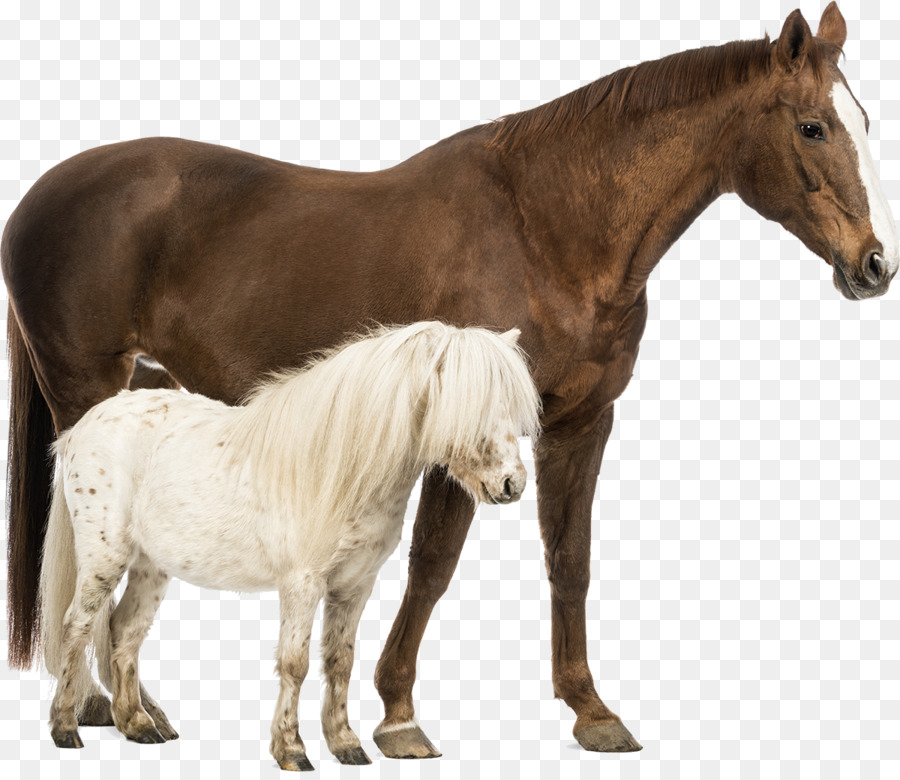 Shetland pony Belgian horse Welsh Pony and Cob Stock photography - Horses png download - 1200*1029 - Free Transparent Shetland Pony png Download.