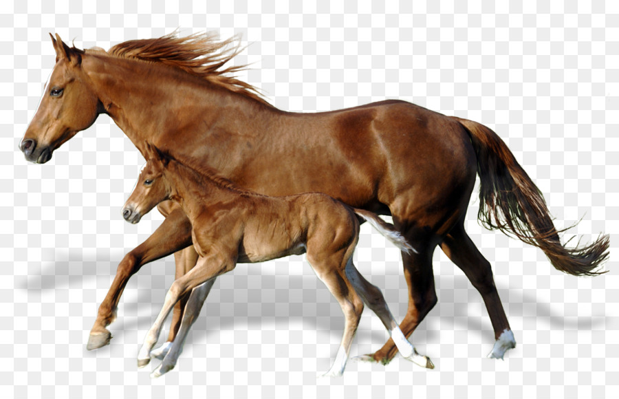 Foal Mare Mustang Andalusian horse Horses - mud horse png download - 1500*961 - Free Transparent Foal png Download.