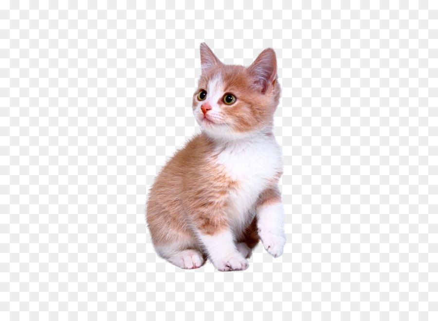 Cute kitten png download - 700*700 - Free Transparent Kitten png Download.