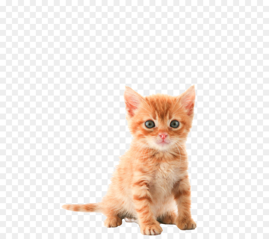 Kitten Tabby cat Clip art - kitten png download - 537*800 - Free Transparent Kitten png Download.
