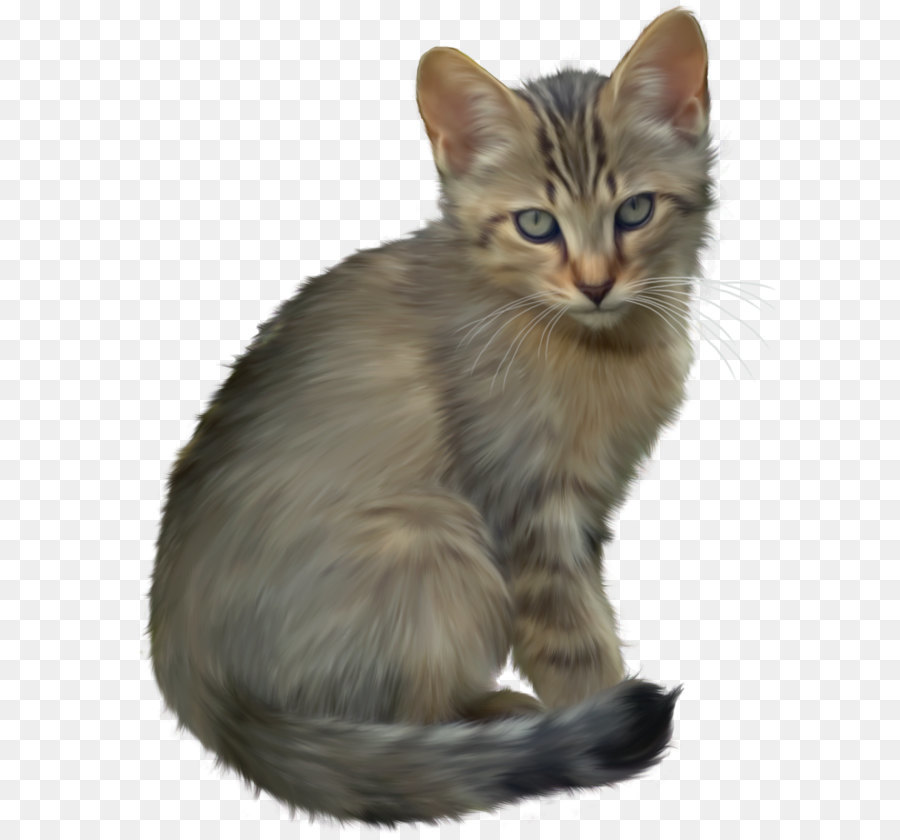 Kitten Cat Cuteness Clip art - Kitten Transparent png download - 975*1258 - Free Transparent Javanese Cat png Download.
