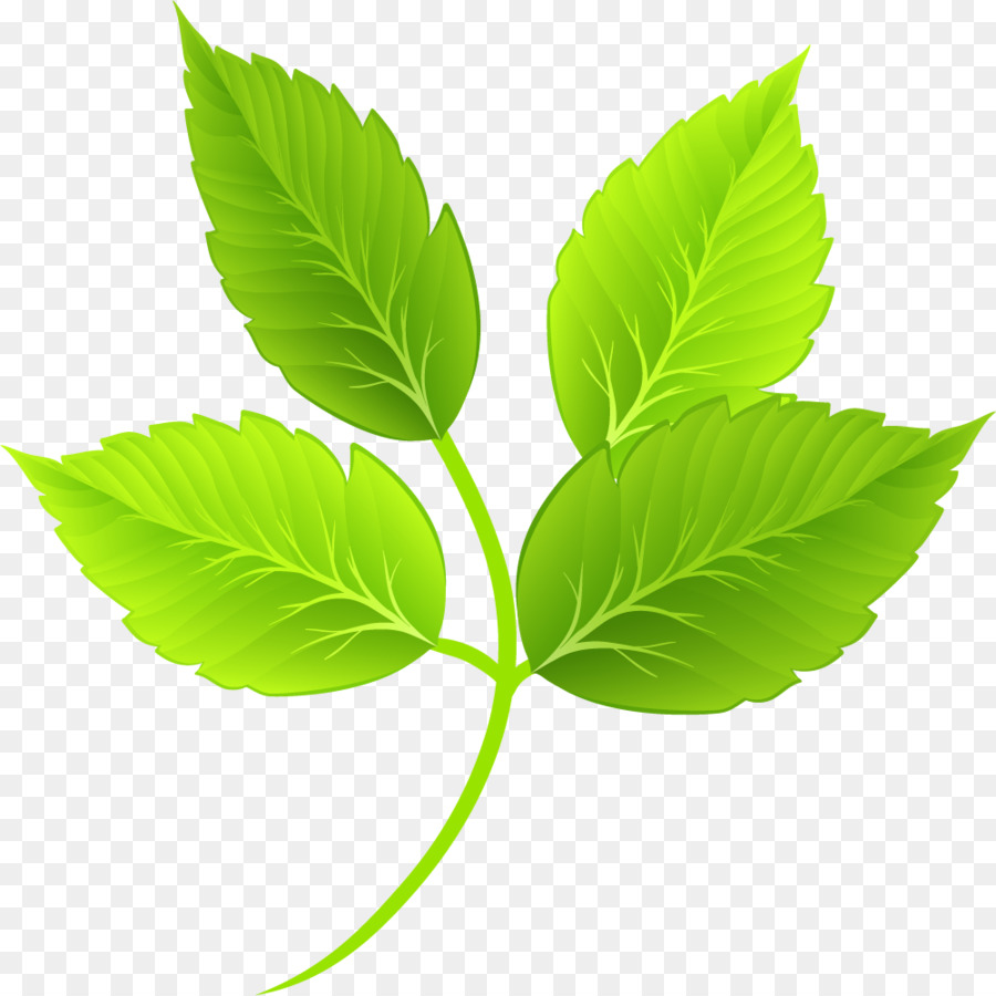 Leaf Green Cartoon - Cartoon green leaves png download - 1001*1001