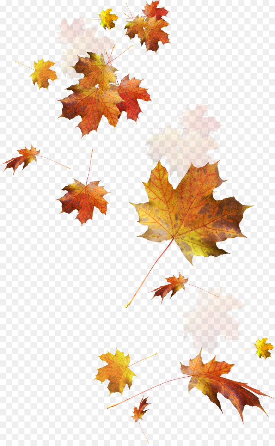 Autumn Leaves Autumn leaf color - Falling leaves png download - 1611*2598 - Free Transparent Autumn Leaf Color png Download.