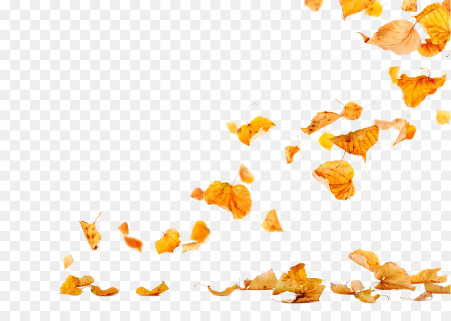 Autumn Leaves Leaf Photography - falling png download - 4961*3508 - Free Transparent Autumn Leaves png Download.