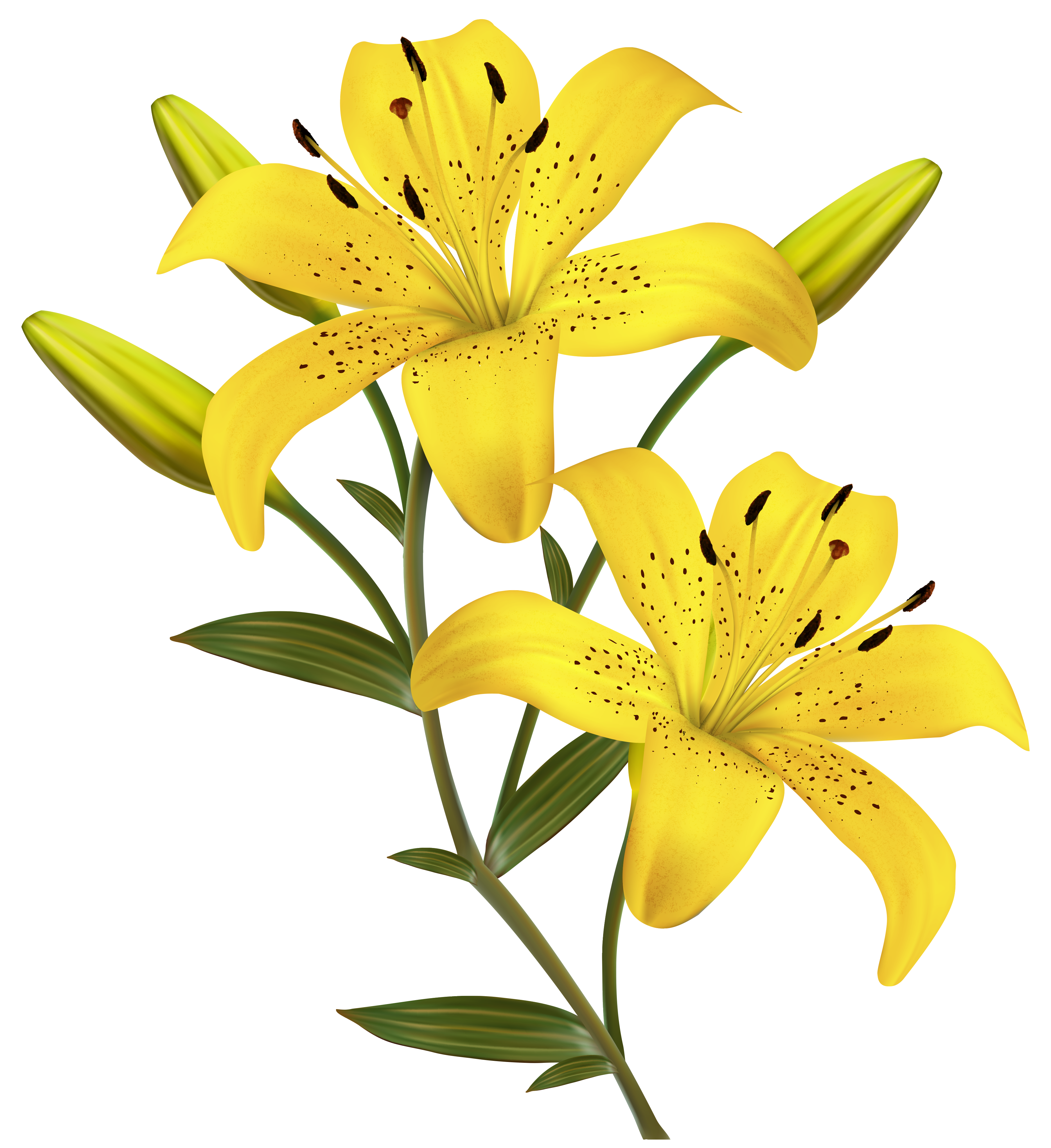 Flower Yellow Easter Lily Clip Art Yellow Lilies Png