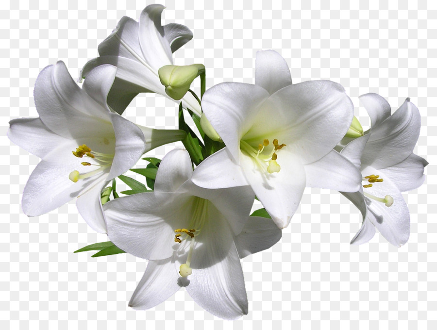 Fleurs des jardins Lilium davidii Madonna Lily Tiger lily Cut flowers - flower png download - 1280*960 - Free Transparent Lilium Davidii png Download.