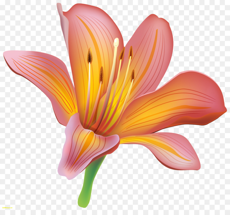 Lilium bulbiferum Flower Arum-lily Clip art - lilies png download - 1600*1463 - Free Transparent Lilium Bulbiferum png Download.