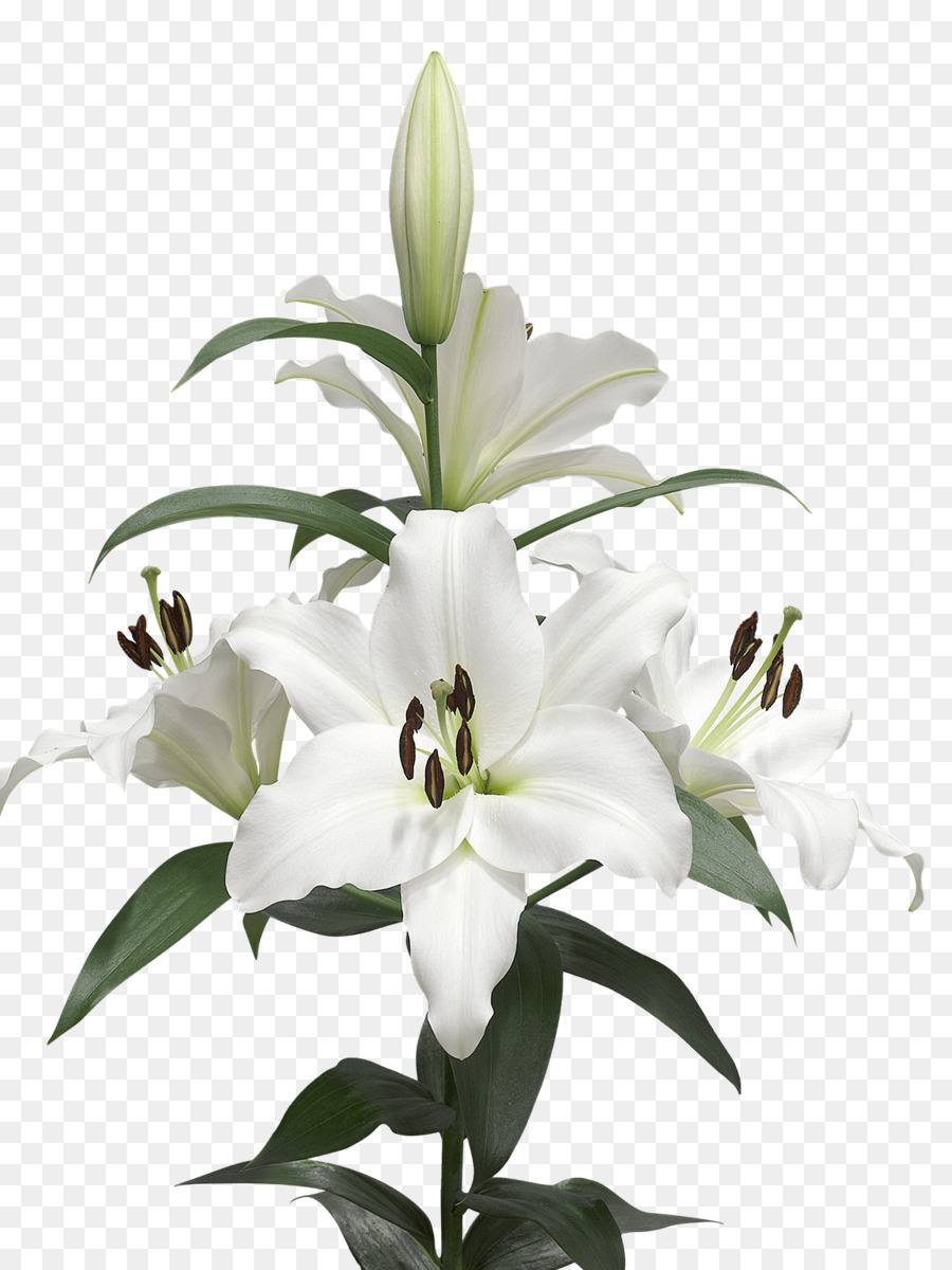 Lilium candidum Cut flowers White Bulb - callalily png download - 1200*1600 - Free Transparent Lilium Candidum png Download.
