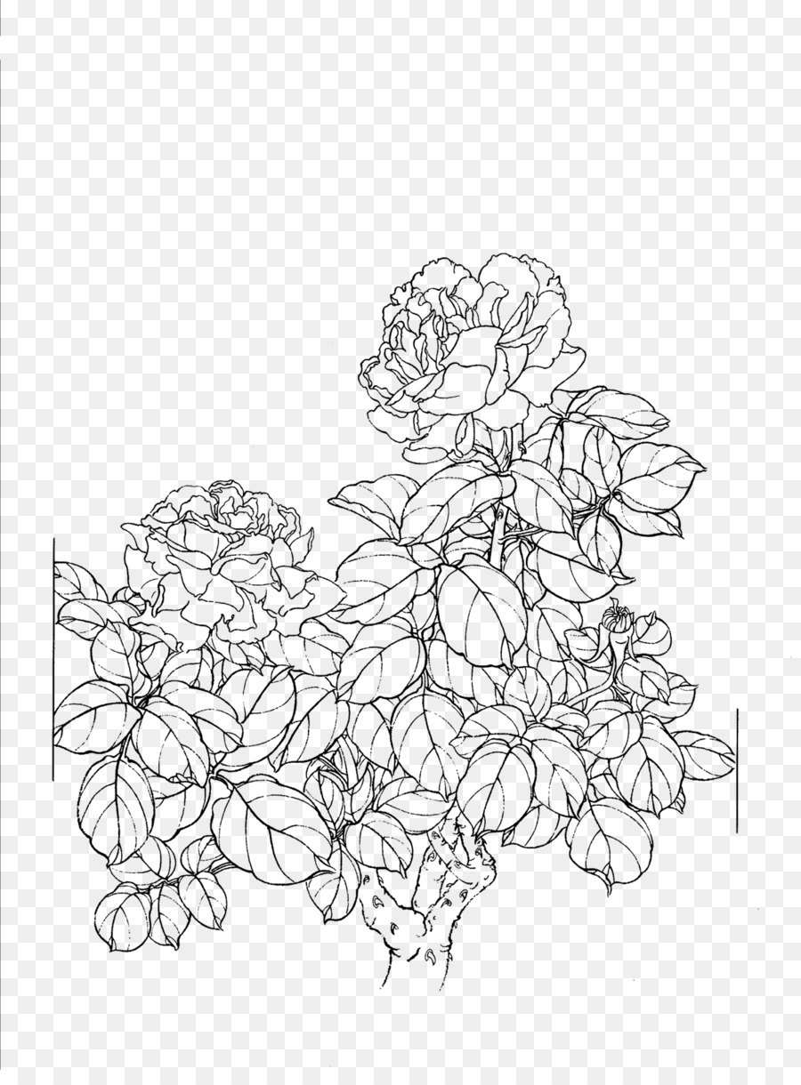 Drawing Line art - Peony flower line drawing png download - 1197*1600 - Free Transparent Drawing png Download.