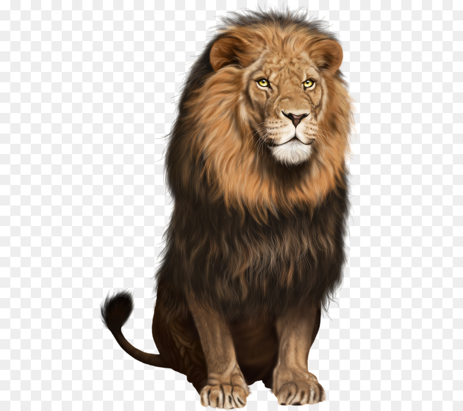 Lion Portable Network Graphics Clip art Transparency Image - lion png download - 516*800 - Free Transparent Lion png Download.