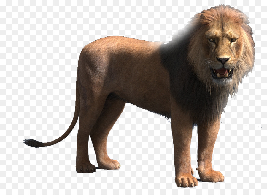 Lion Animation TurboSquid - lion png download - 1051*757 - Free Transparent Lion png Download.