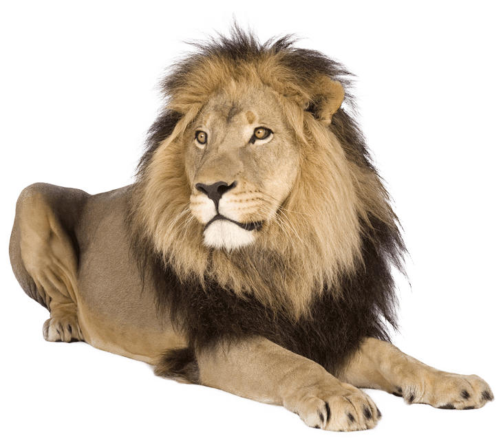 lion lying down clipart school