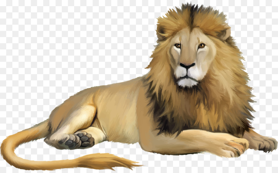 Lion Cartoon - lion png download - 2586*1605 - Free Transparent Lion png Download.