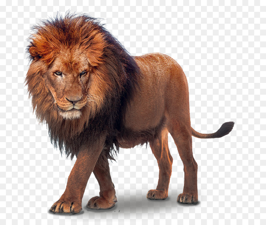 Lion - lion png download - 1417*1181 - Free Transparent Lion png Download.