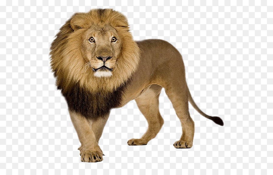 Lion Icon - Lion PNG png download - 588*565 - Free Transparent Lion png Download.