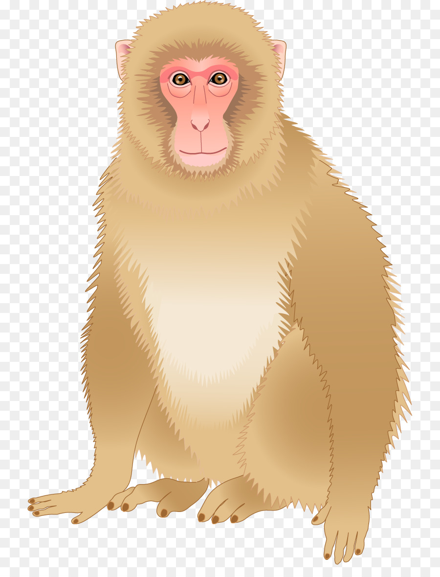 Monkey Download - monkey png download - 787*1165 - Free Transparent Monkey png Download.