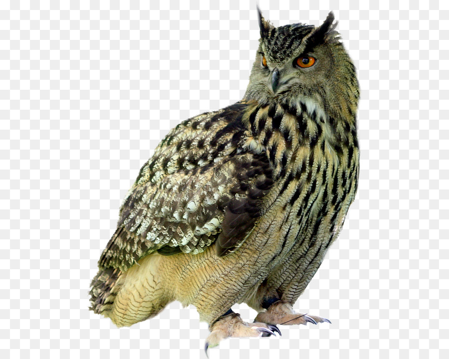 Little Owl Bird Pixabay - Owl PNG png download - 554*720 - Free Transparent Owl png Download.