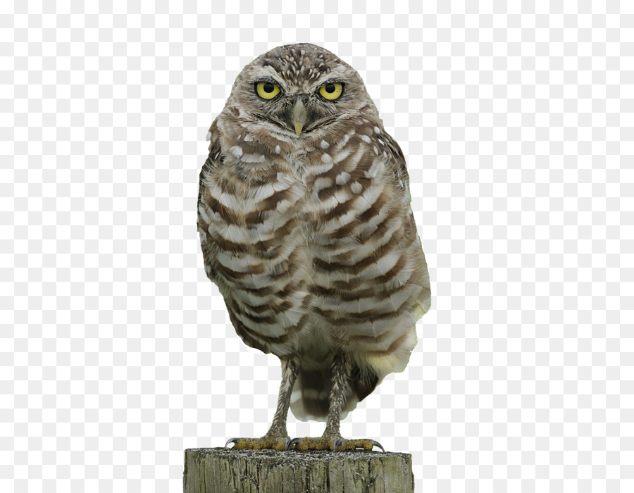Burrowing owl T-shirt Burrowing owl - Owl Back png download - 466*700 - Free Transparent Owl png Download.