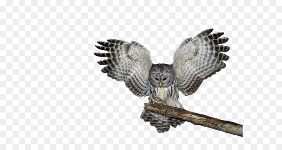 Owl - Owl Png Images png download - 1024*746 - Free Transparent Owl png Download.