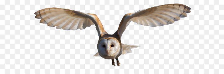 Barn owl Clip art - Owl PNG png download - 3400*1481 - Free Transparent Bird png Download.