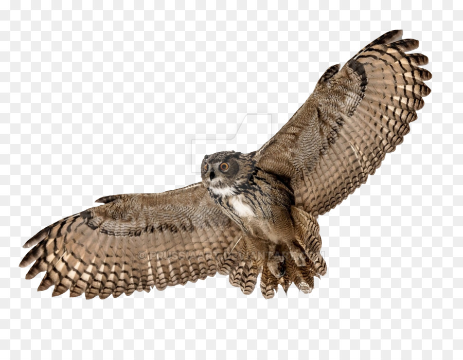 Owl Bird Flight Desktop Wallpaper - owl png download - 900*695 - Free Transparent Owl png Download.