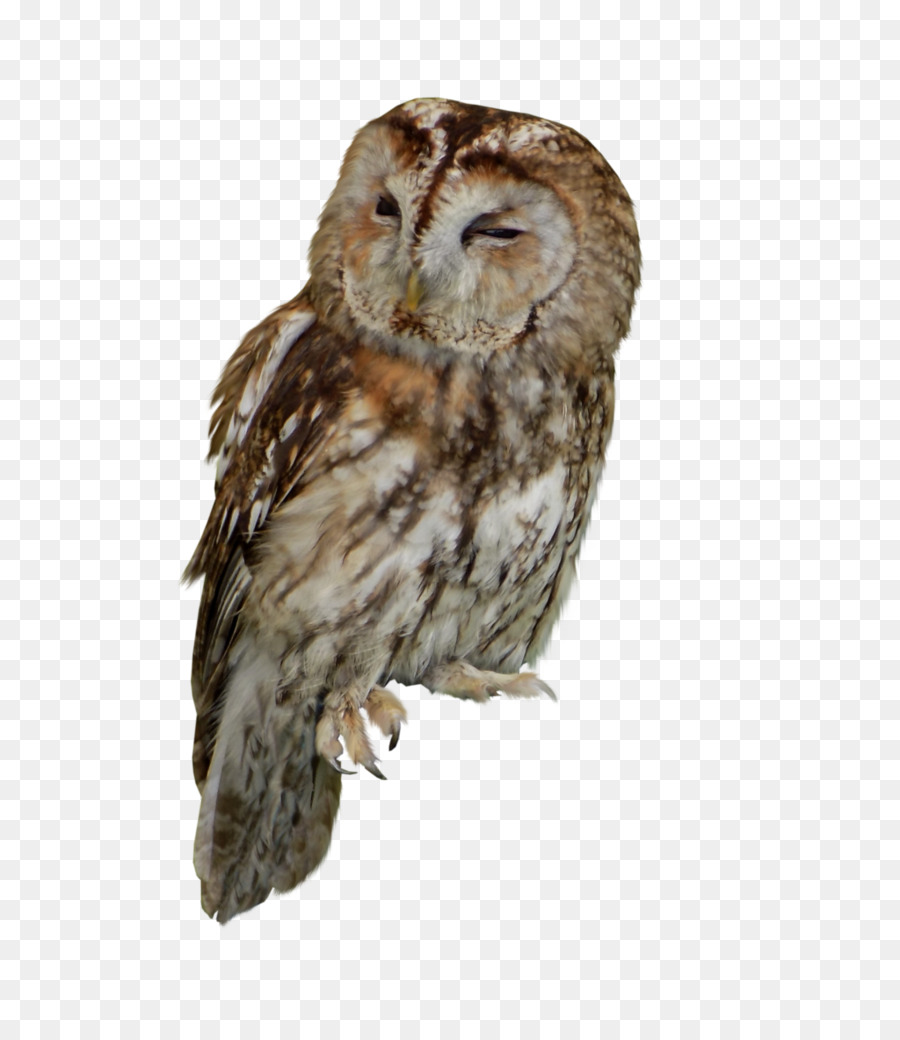 Tawny owl Bird of prey - owl png download - 1024*1175 - Free Transparent Owl png Download.
