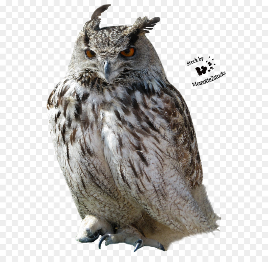 Owl Clip art - Owl Transparent png download - 773*1034 - Free Transparent Owl png Download.