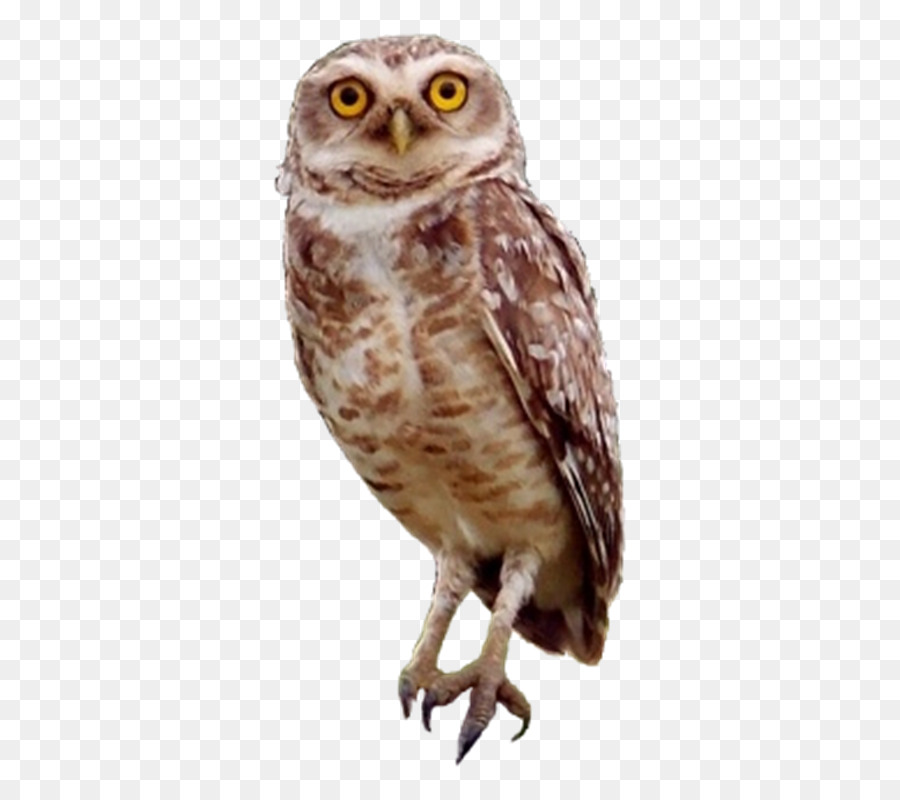 Little Owl Bird Horse - owl png download - 500*792 - Free Transparent Owl png Download.