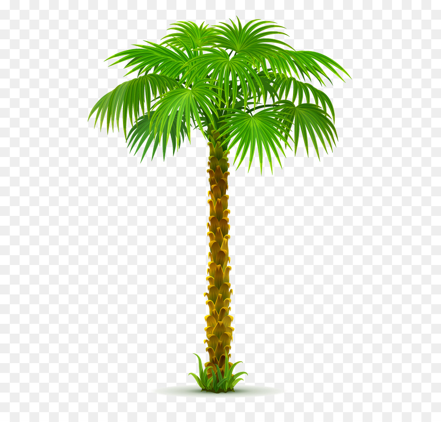 Clip art Palm trees Portable Network Graphics California palm - tree png download - 595*842 - Free Transparent Palm Trees png Download.