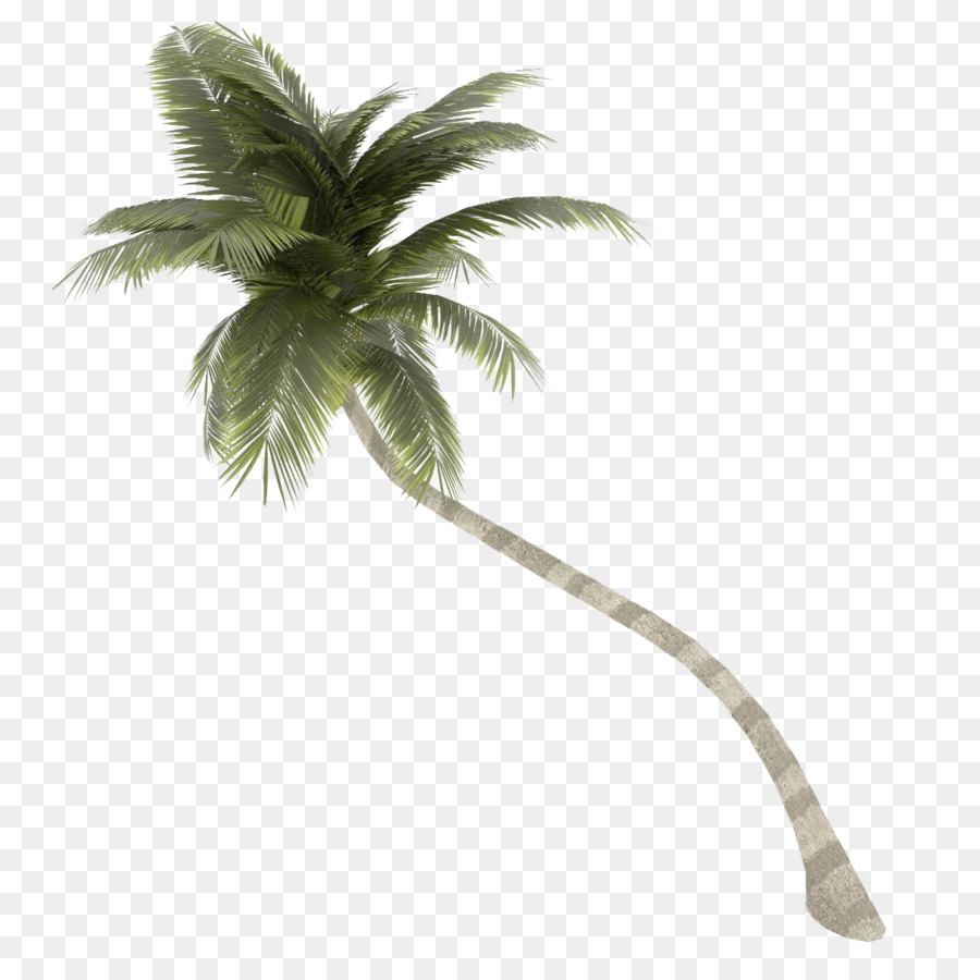 Coconut Arecaceae Tree - Coconut Tree Transparent Background png download - 1200*1200 - Free Transparent Coconut png Download.