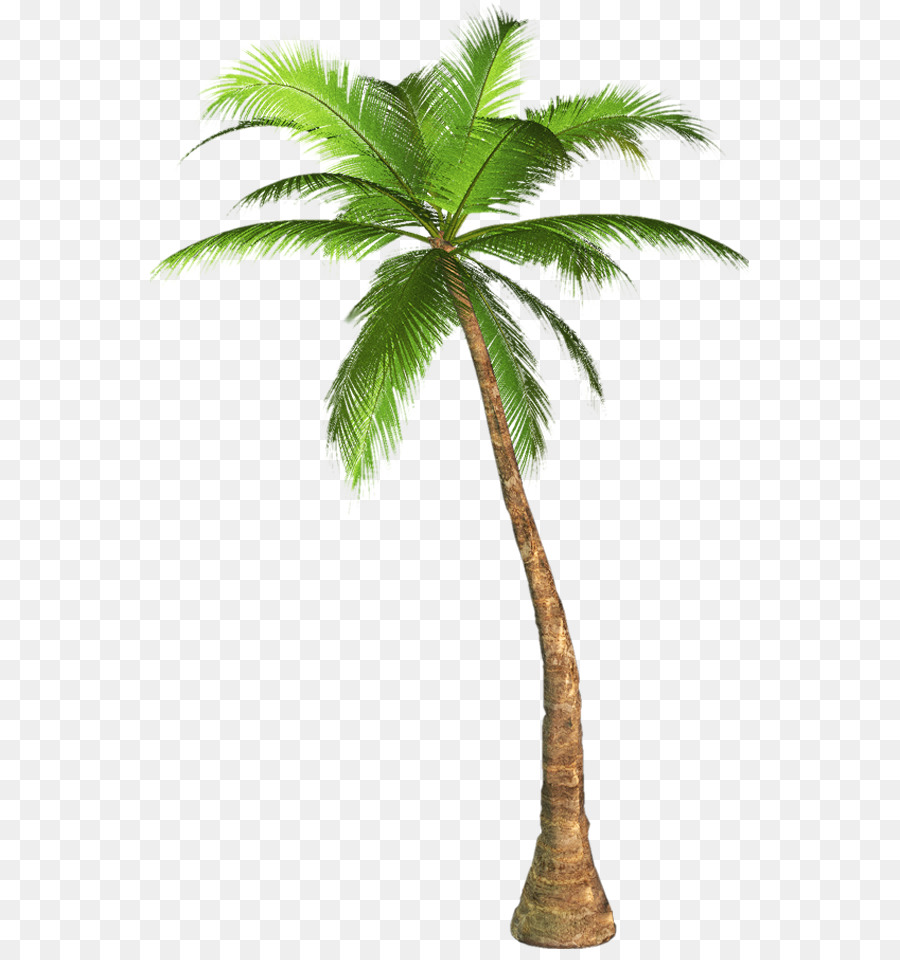 Palm trees Clip art Mexican fan palm California palm - tree png download - 599*949 - Free Transparent Palm Trees png Download.