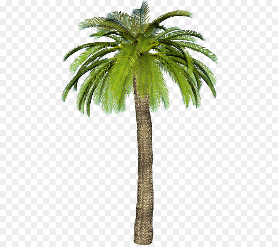 Palm trees Portable Network Graphics Image Centerblog - arbuste png download - 552*800 - Free Transparent Palm Trees png Download.
