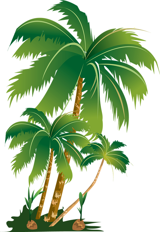 Palm Tree Clipart Palm Tree Png Images Free Transparent Png Logos Vrogue