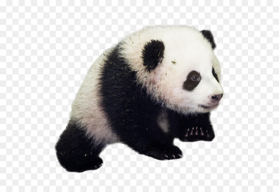 Giant panda National Zoological Park Red panda Bear Panda diplomacy - bear png download - 4287*2929 - Free Transparent Giant Panda png Download.