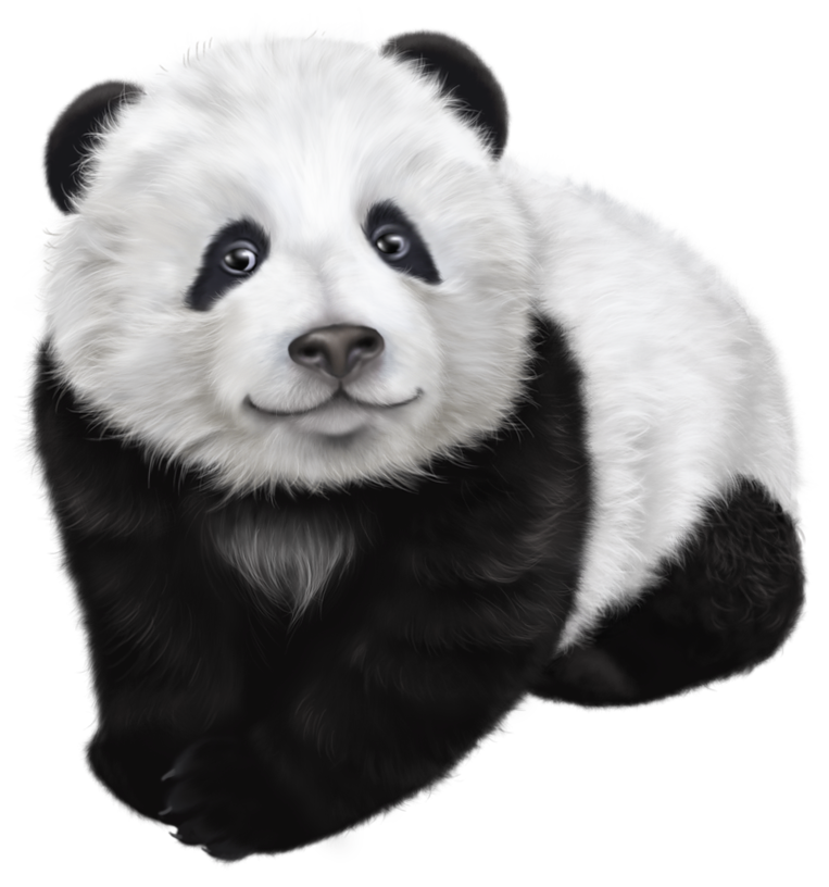 Giant panda Drawing Illustration - Panda Transparent Clip Art Image png